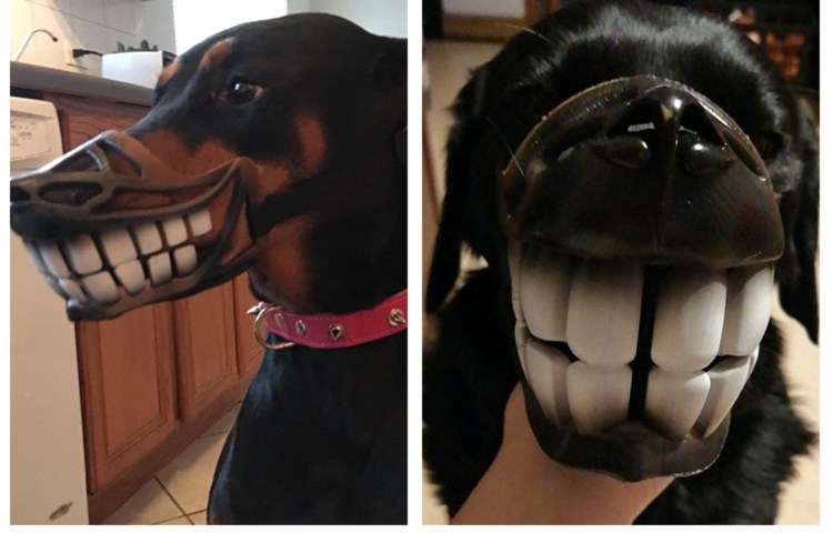 Намордник для собаки лабрадор прикольный