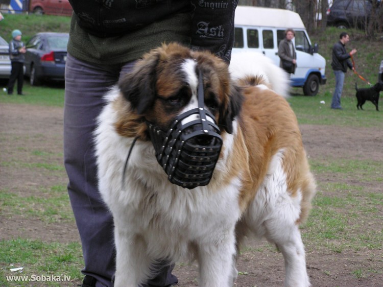 Московская сторожевая намордник размер
