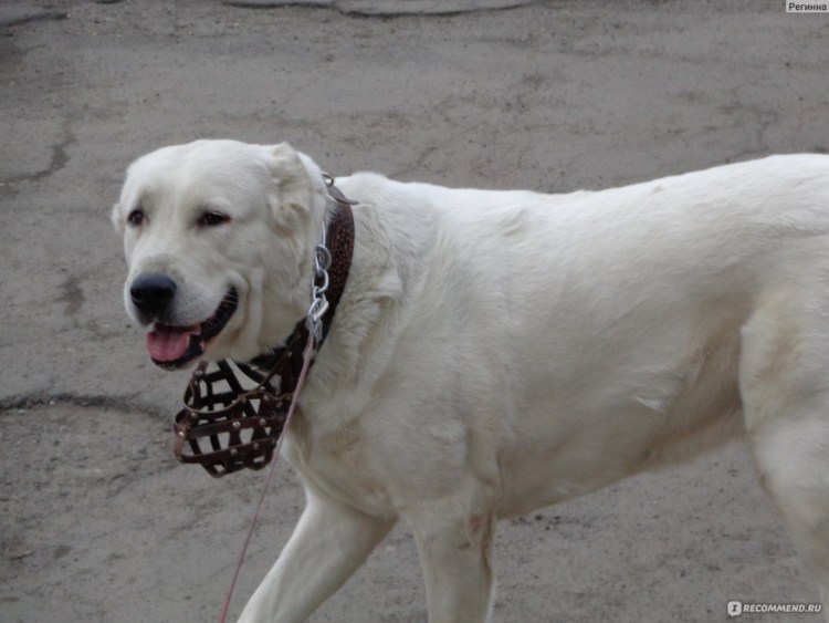 Туркменский алабай сука