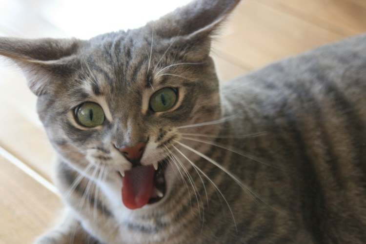 Коты со ртами