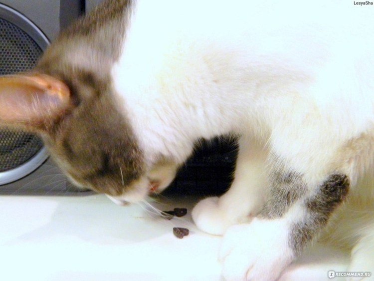 Строение гортани кошки