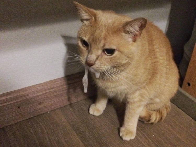 Слюнявый кот