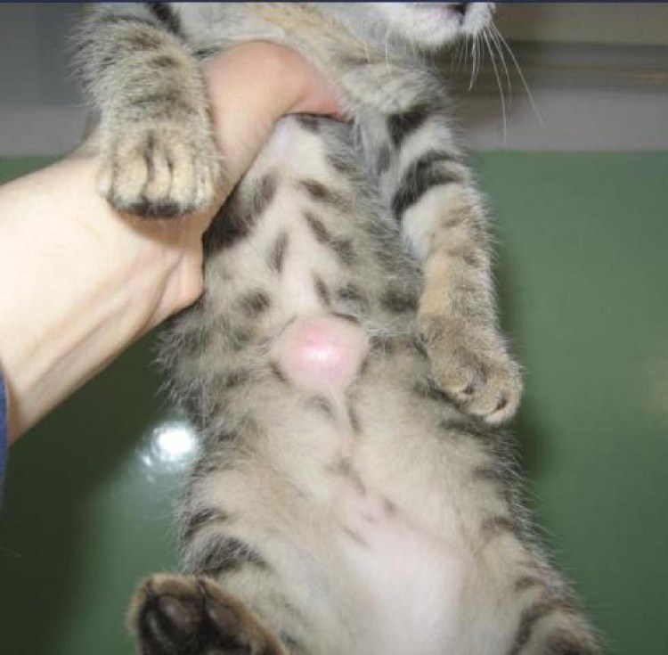 Перекрестные аллергены с кошкой