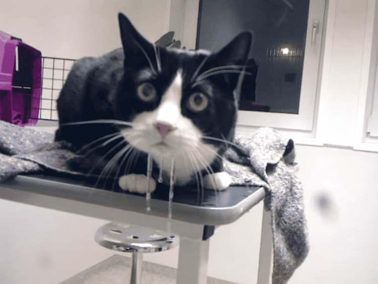 Симптомы мочекаменной болезни у котов и кошек