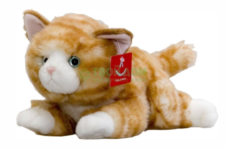 Скоттиш страйт Хосико