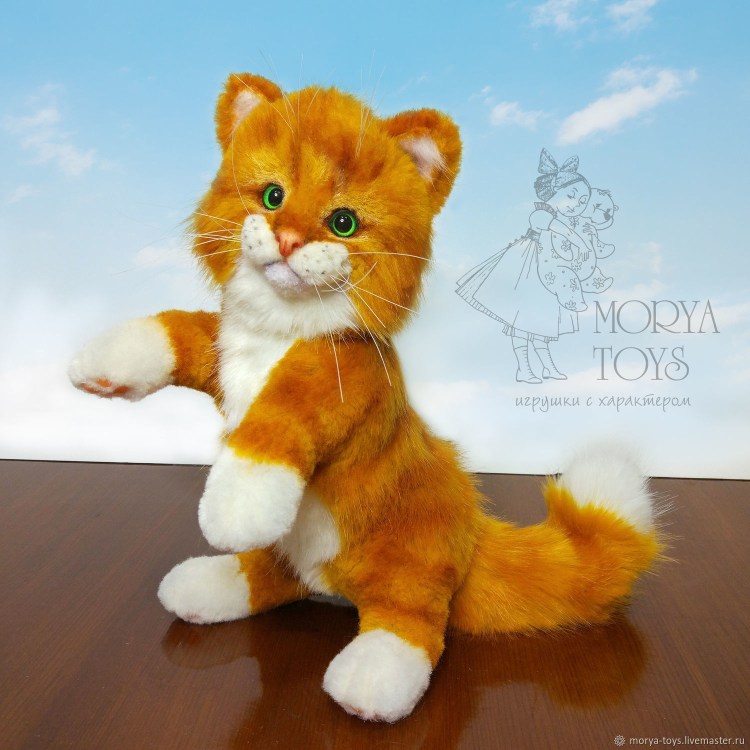 Британская Золотая шиншилла