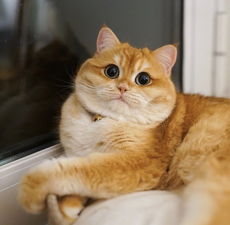 Игрушки кот Ханса