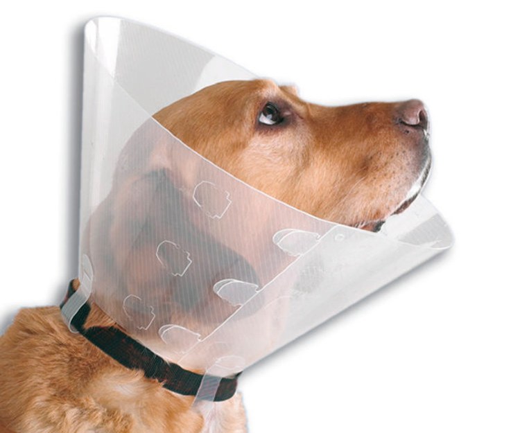 Защитный воротник для французского бульдога