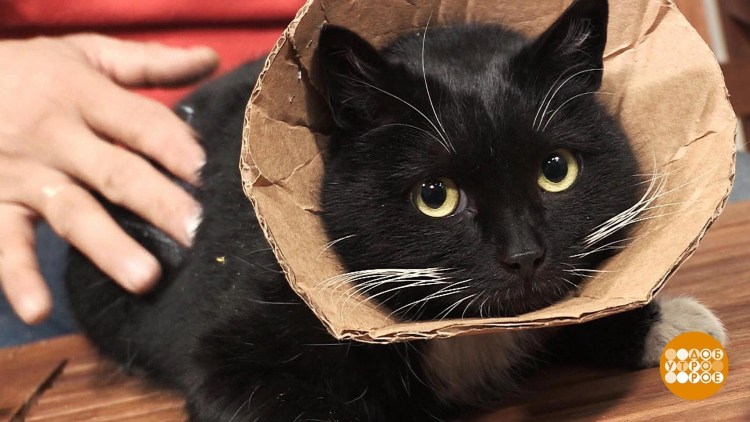 Воротник для кота