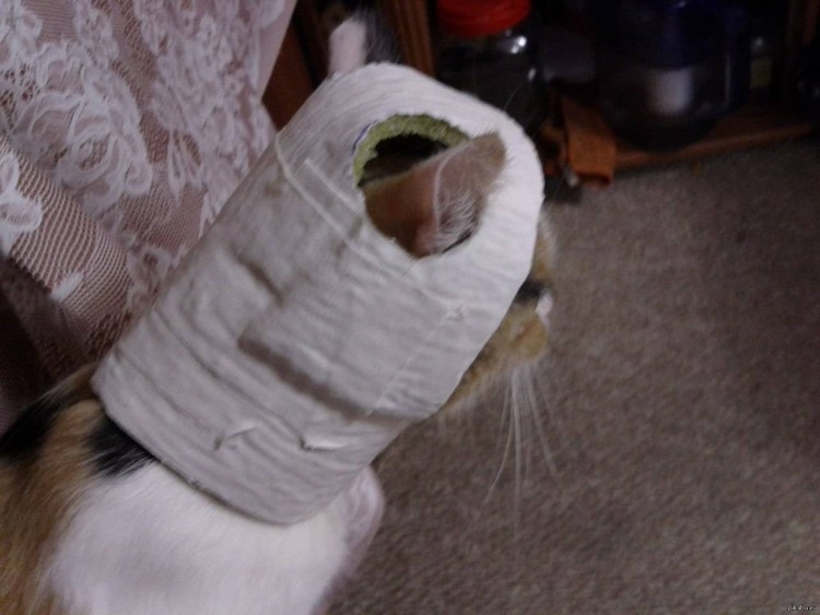 Воротник для кота