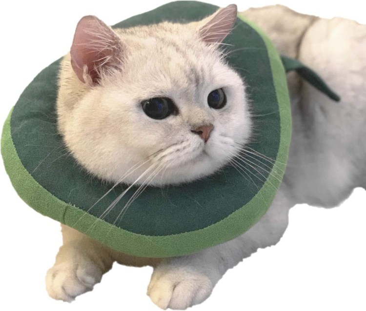Воротник для кошки