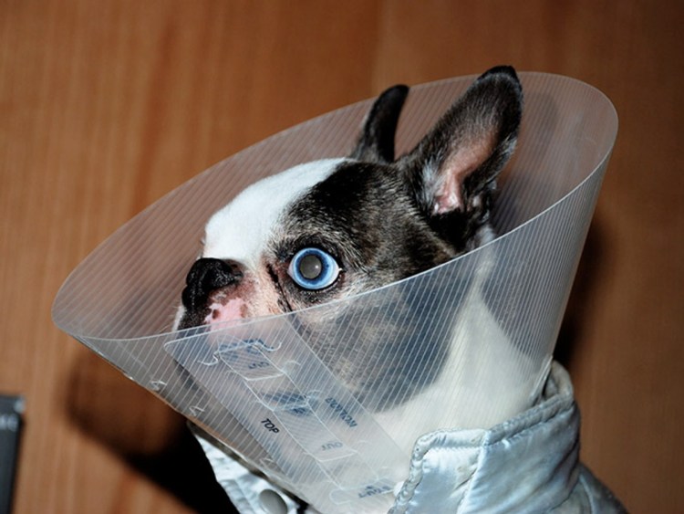 Osso ветеринарный Елизаветинский воротник р.XS (22-25 см) вв1002