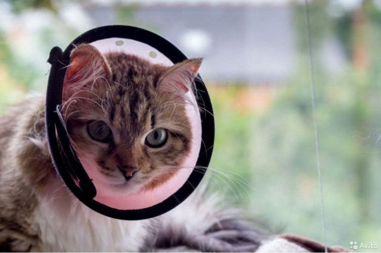 Фиксация шеи у котенка