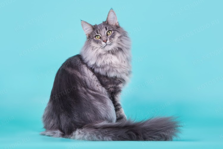 Мейн кун дымчатый