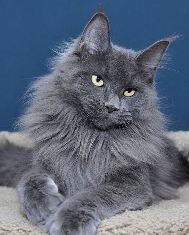 Сибирский Нибелунг длинношерстный