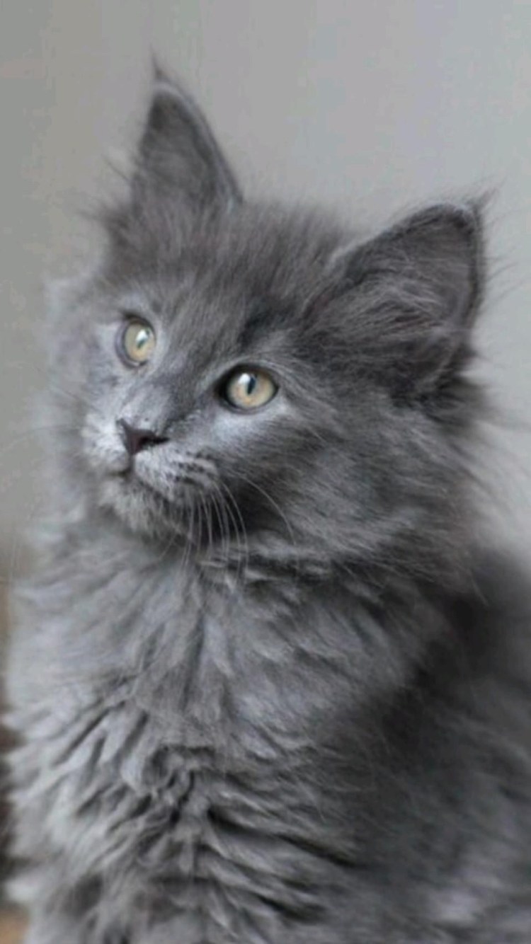 Норвежская длинношерстная Лесная кошка