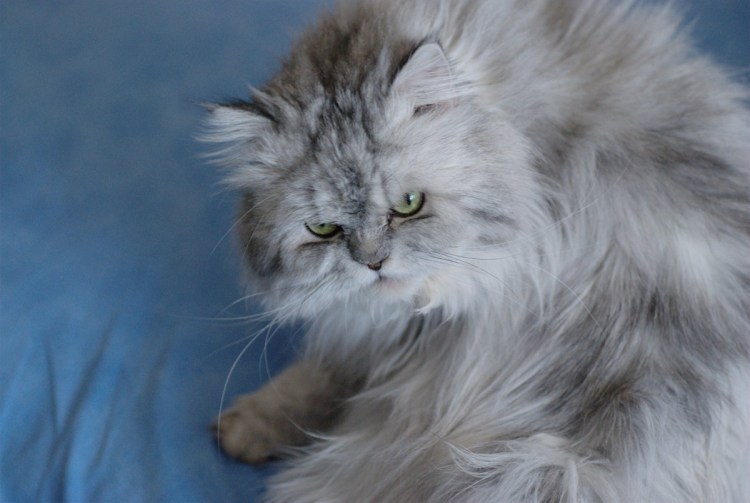 Русская голубая Нибелунг