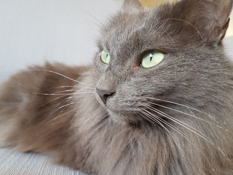 Сибирские коты питомник