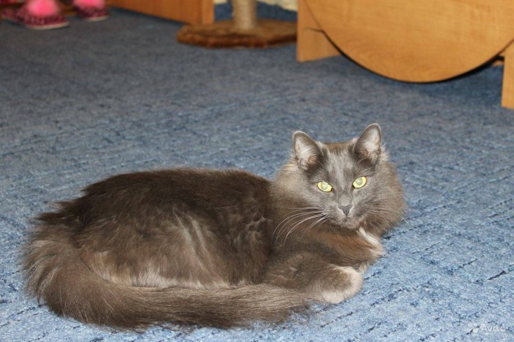 Нибелунг порода кошек