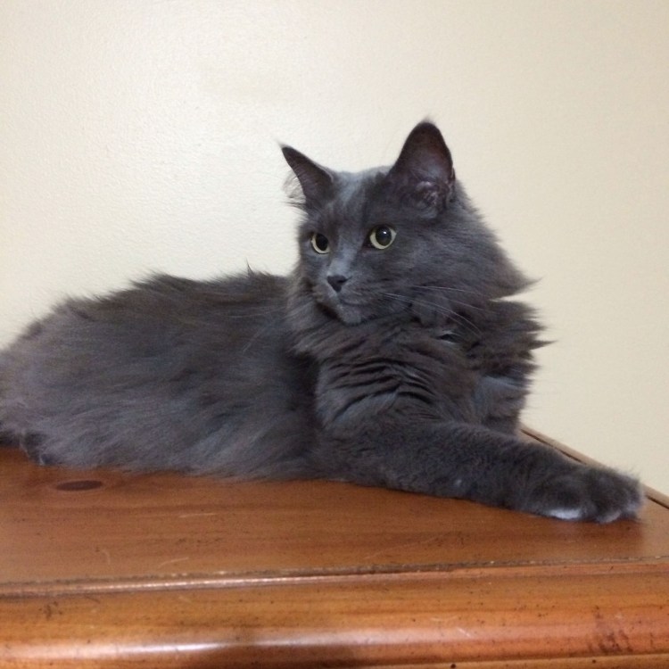 Норвежская Лесная кошка серая