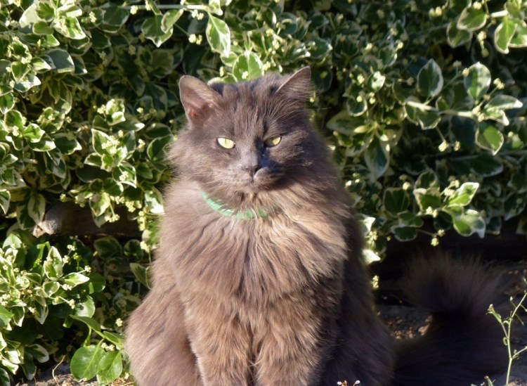 Мейн кун серый