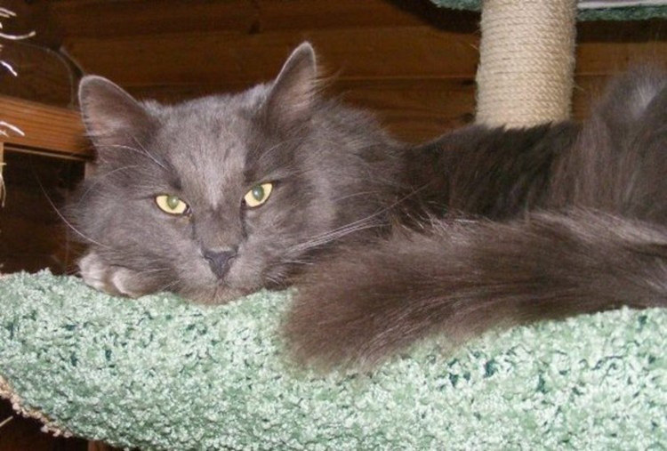 Сибирский Нибелунг длинношерстный кот дымчатый