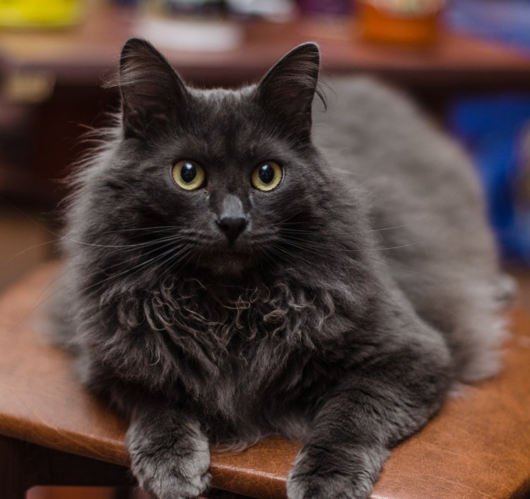 Сибирский Нибелунг длинношерстный