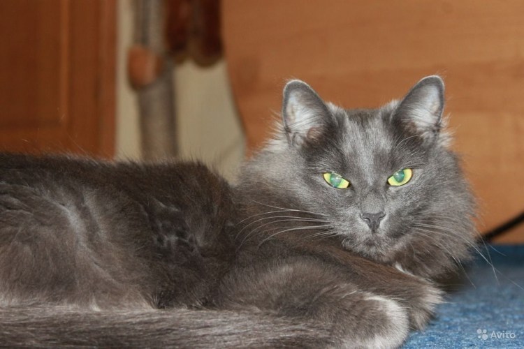 Кошка Нибелунг Ангарская