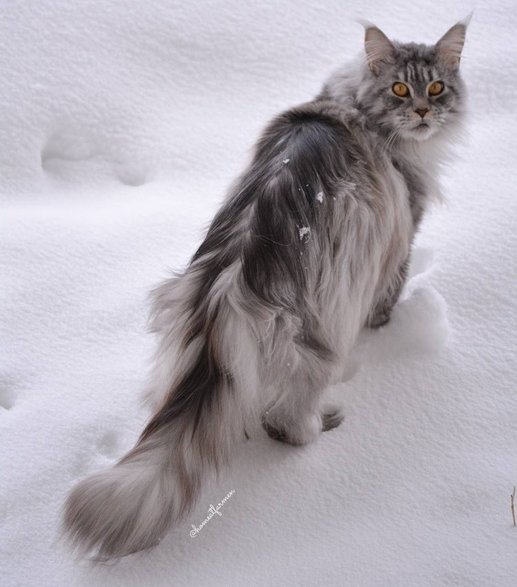 Сибирский Нибелунг длинношерстный