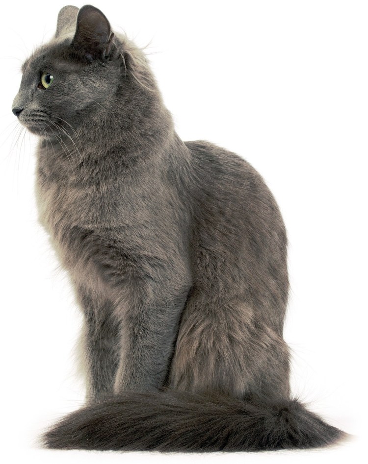 Нибелунг порода кошек