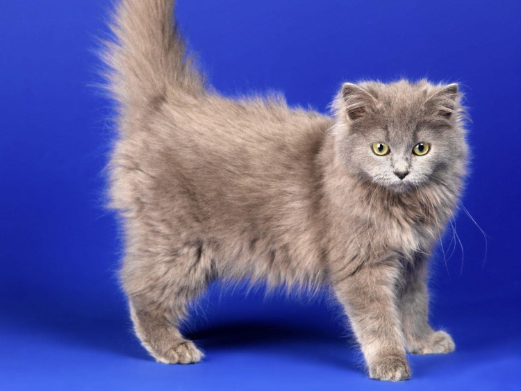 Европейская длинношерстная кошка