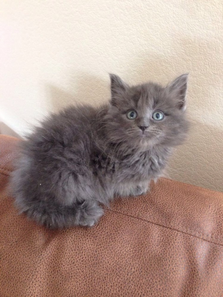 Сибирская ангора серая