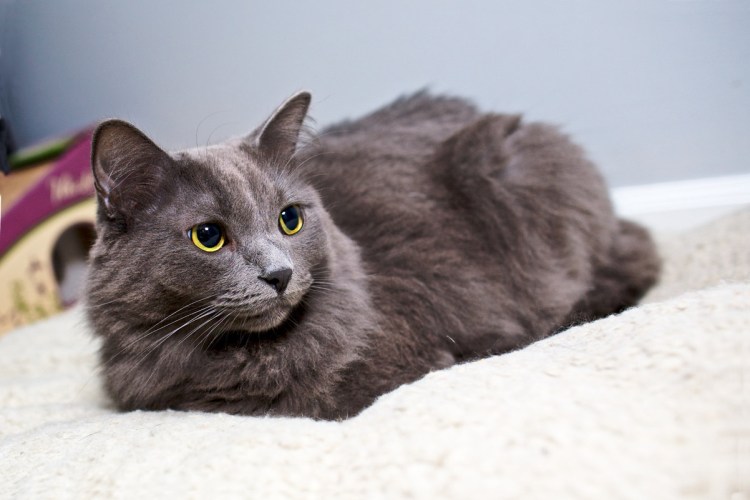 Сибирский Нибелунг длинношерстный