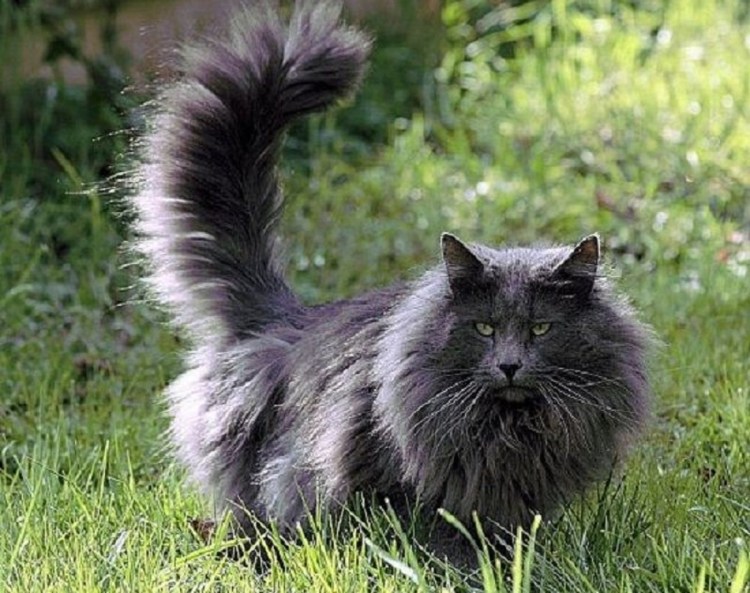 Норвежская Лесная кошка серая