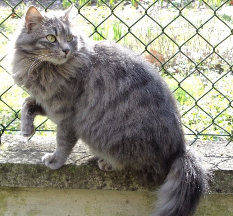 Сибирский Нибелунг