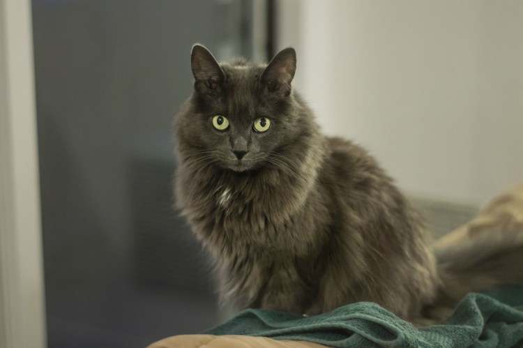 Нибелунг порода кошек