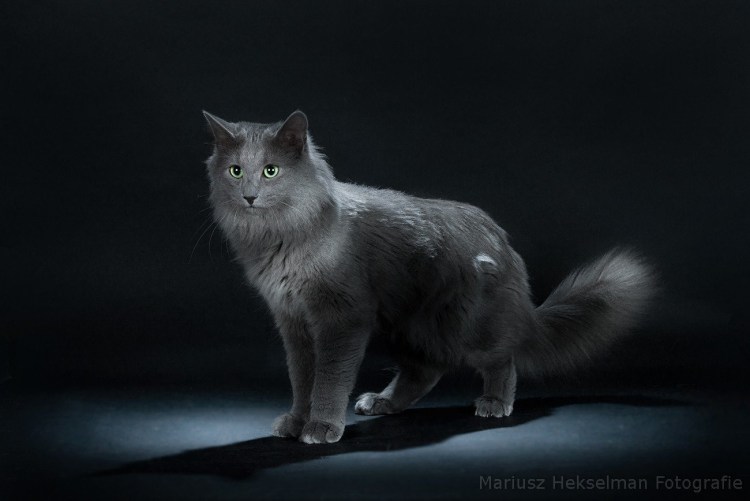 Сибирская кошка агути серая