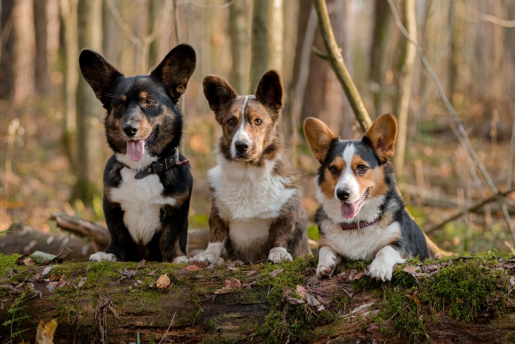 Пастушья корги