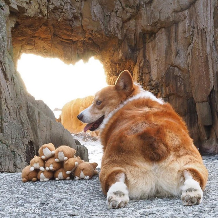 Корги пемброк