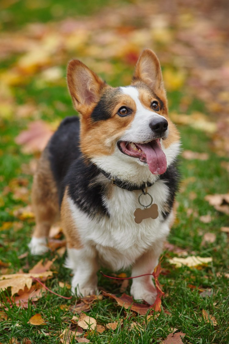 Порода собак вельш корги