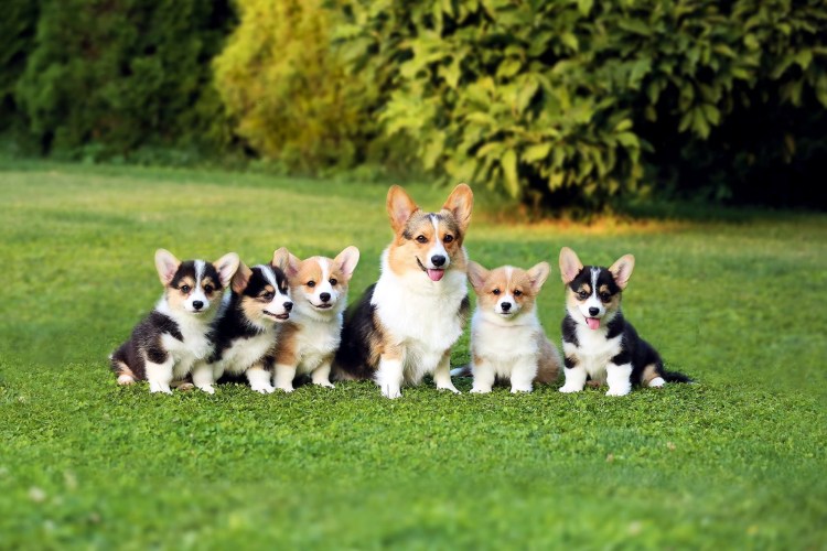 Корги пастушья собака