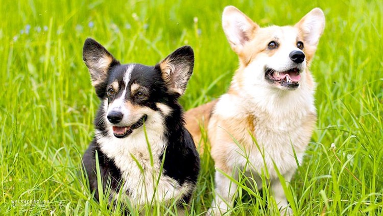 Вельш корги пемброк