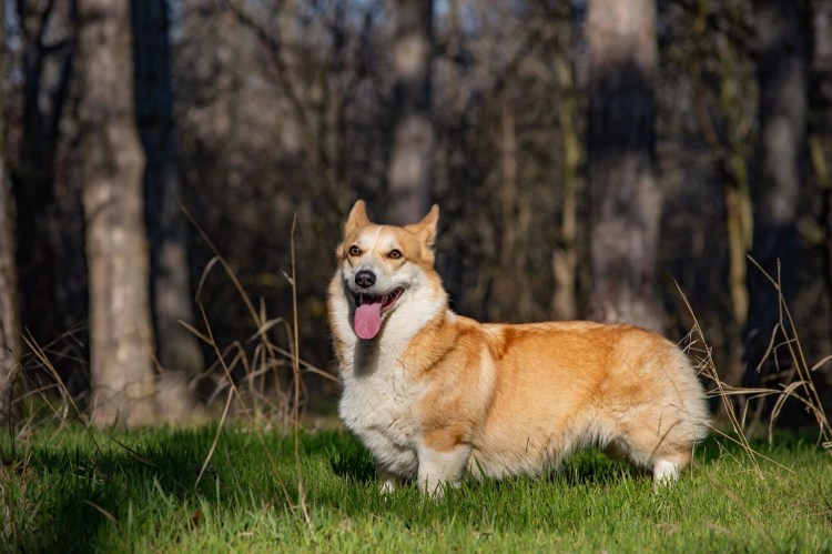 Корги терьер