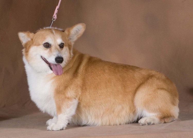 Карликовый корги