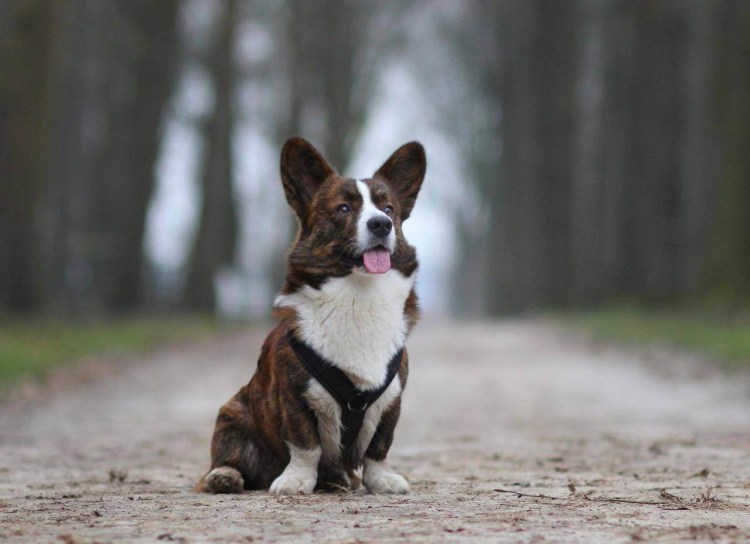 Упоротый вельш-корги