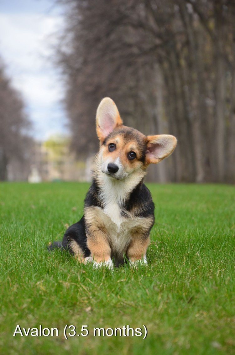 Вельш корги кардиган