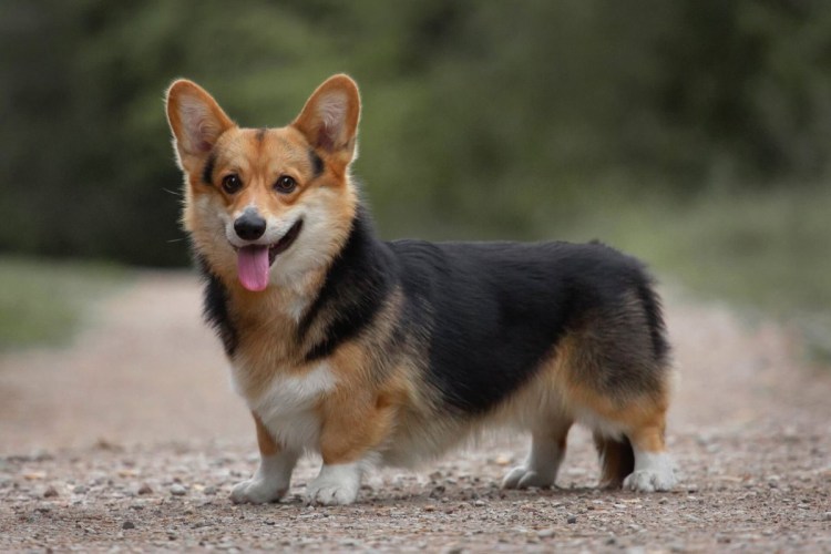 Вельш коргрги капюрдиган