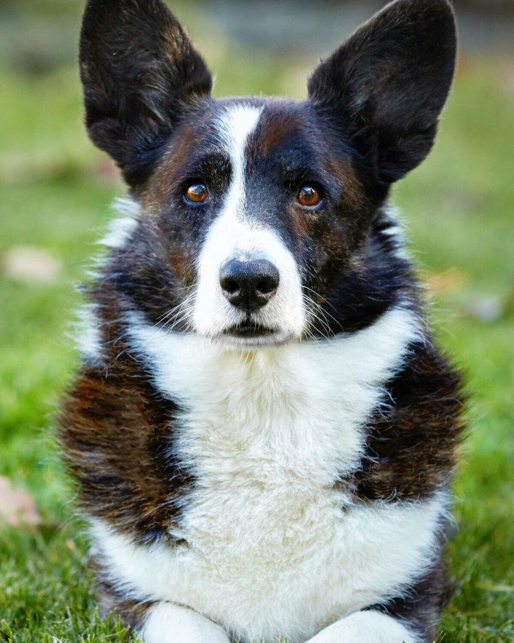 Вельш корги кардиган