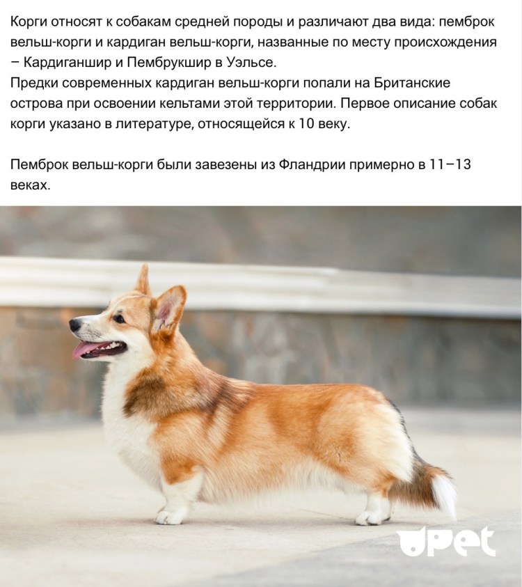 Вельш коргрги капюрдиган