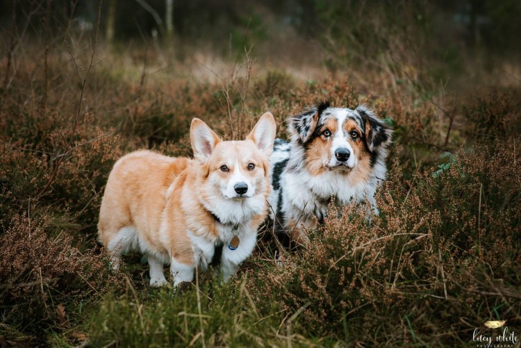 Вельш колли